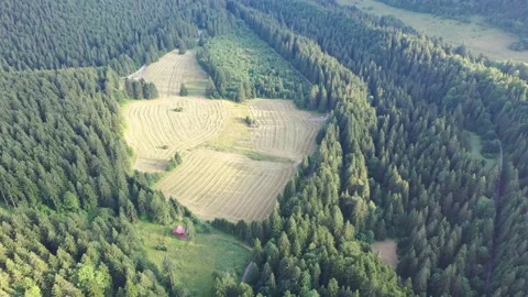 Aerial, drone shot of spruce trees, fly over a coniferous forest and field, L Stock Footage 146441505