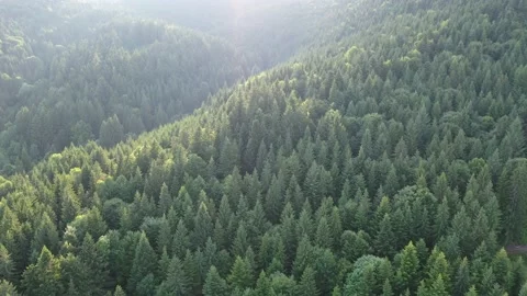 Aerial, drone shot of spruce trees, fly over a coniferous forest Stock Footage 146443397