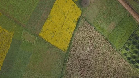 Aerial drone shot stabilized, Burma crops, 4K, Asia Stock Footage 94915768
