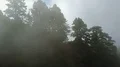 Aerial drone shot stone pines with lichen in foggy mountain rainforest 4k 4k or 4k+ Resolution