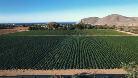 Aerial Drone Shot of Sunlit Vineyard at Sunset in Mexico Stock Footage 297123953