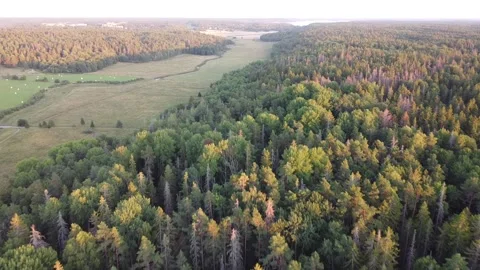 Aerial drone shot of Swedish fields and forests in sunset light Stock Footage