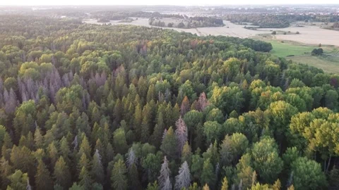Aerial drone shot of Swedish forest Stock Footage