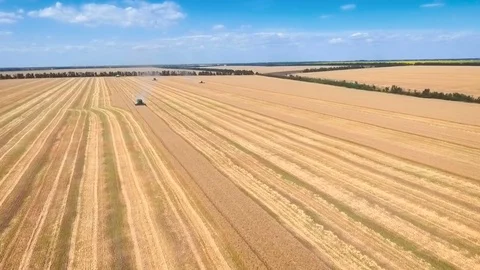 Aerial drone shot of a three combines harvesters working day in big a field. FHD Stock Footage 80231948