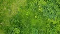 Aerial drone shot tilt up mountain jungle landscape with palm and fern trees 4k or 4k+ Resolution