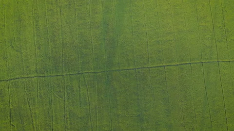 Aerial drone shot top down view of green rice field Stock Footage 150063040