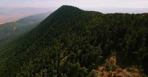 Aerial drone shot on top of tree forest. Getting closer to trees. Stock Footage 75176493