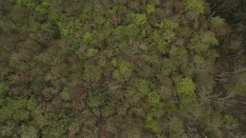Aerial Drone Shot Tracking over Verdant Forest Stock Footage 160927366