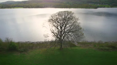 Aerial drone shot of a tree on lake Coniston, Cumbria, in the Lake District Stock Footage 59864669