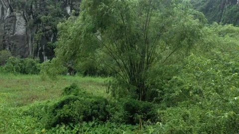 Aerial drone shot of the tree with some bushes together surrounded by mountains Stock Footage 166542407