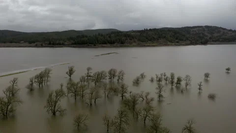 Aerial drone shot of trees in flooded pasture, climate change effect Stock Footage 149284629