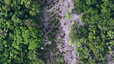 Aerial drone shot of trees removed at forest edge Video stock 337983271
