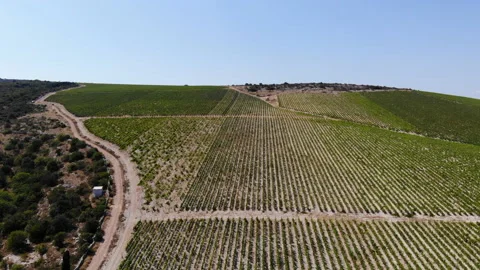 Aerial drone shot of a vineyard on the Brač island in Croatia Stock Footage
