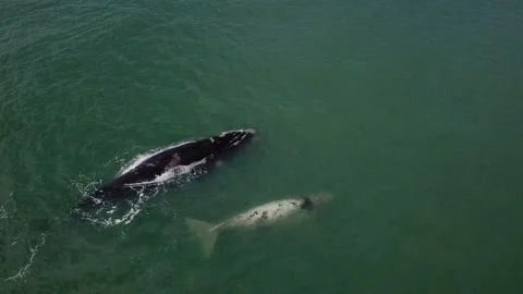 Aerial Drone Shot Of a White Whale in Brazil 4K Stock Footage