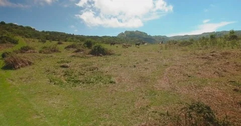 Aerial drone shot of wild cows between mountains Stock Footage 77048877