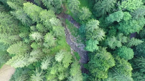 Aerial, drone shot of wild river flowing through a coniferous forest Stock Footage 146445071