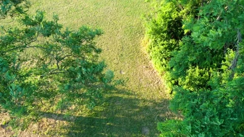 Aerial Drone Shot of Windswept Trees Swaying in Calvert Vaux Park, Brooklyn NYC Stock-Footage 337901482