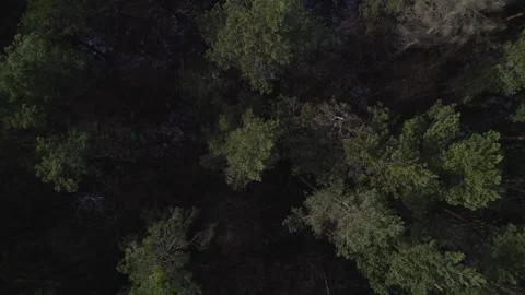 Aerial Drone Shots of a Forest Stock Footage 245429115