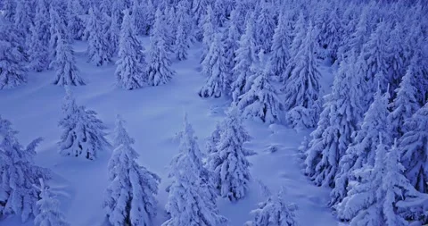 Aerial drone smooth forward flight of a snow covered spruce forest in winter. Stock Footage 326531905