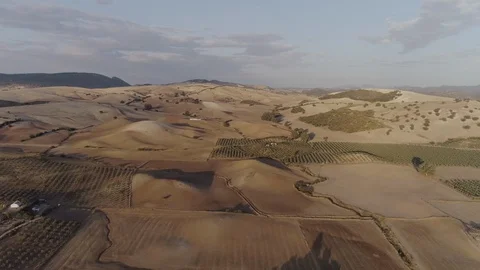 Aerial Drone smooth side view of Dry Agriculture Fields, olive trees Stock Footage 129941547