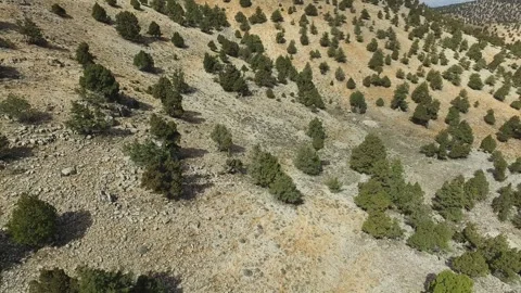 Aerial drone sparse forest on rocky mountain slope - Forest Texture and Cliffs Stock Footage 339561461