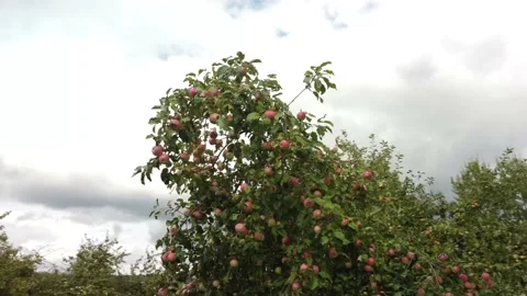 Aerial Drone Summer Apple Tree 4k Stockbeeldmateriaal 170140660