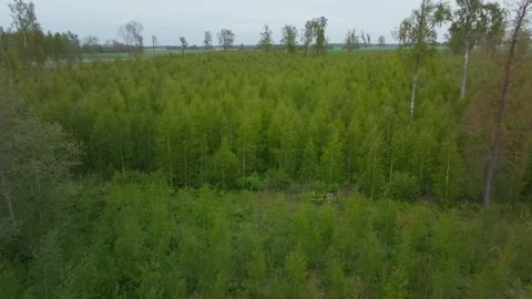 Aerial drone sweep over young birch saplings and mixed pine edge Stock Footage 337582982