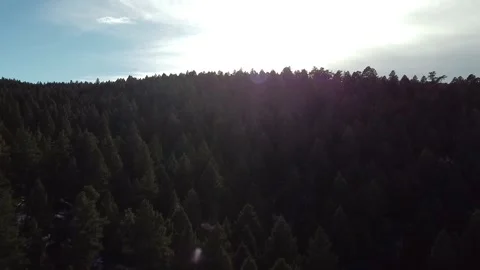 Aerial Drone of Thick Pine Forest Towards Setting Sun Stock Footage 157134264
