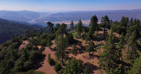 Aerial Drone through Pine Tree Forest Cuyama Valley California Stock Footage 280785144