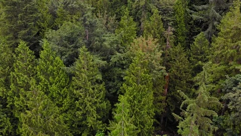 Aerial drone tilt down over forest and Lynn Canyon Creek Stock Footage 143437792
