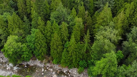 Aerial drone tilt up over forest and Lynn Canyon Creek Stock Footage 143437558
