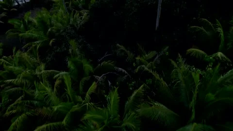 Aerial Drone Tilt Shot during Dusk view from Palm Trees to Bay of Raiatea 10Bit Stock Footage 171606363