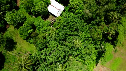 Aerial Drone Top-Down of Cemetry in Tropical Jungle in Tahiti Iti 10Bit Stock Footage 171966156