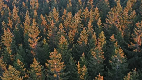 Aerial Drone Top Down Fly Over Autumn Forest. The treetops lit by the golden set 스톡 동영상 144767893