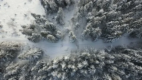 Aerial drone top down fly over winter spruce 動画素材 153804875