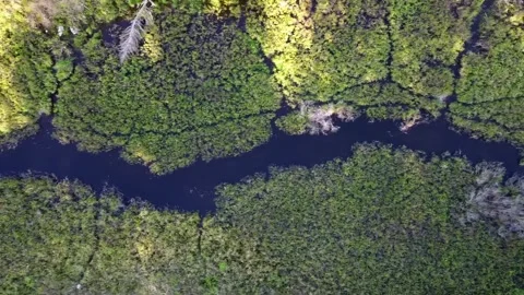 Aerial Drone Top Down Flying Left Close Up Of River Marsh, Acadia National Park 動画素材 267795914