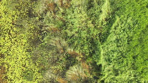 Aerial drone top down footage view of the multicolored bog swamp. Stock Footage 170141663