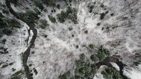 Aerial Drone Top Down of Forest in Winter with Snow 10Bit Stock Footage 175326028