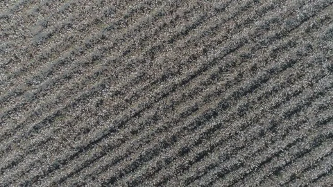 Aerial Drone Top-down forward close view of Cotton Fields Stock Footage 130045839