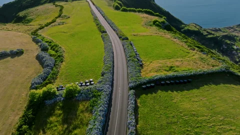 Aerial drone top-down high-angle view of a winding asphalt road bordered by Vidéo 335246272