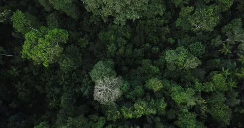 Aerial drone top-down over the Atlantic Forest in Piraí do Norte, Bahia, Brazil Stock Footage 317574723
