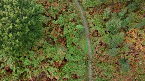 Aerial Drone Top Down Shot Over Path Ferns and Windy Trees 4K Stock Footage 163023801