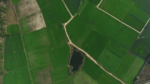 Aerial drone top down shot of green fields of indian farmers situated in New  Stock Footage 171369115