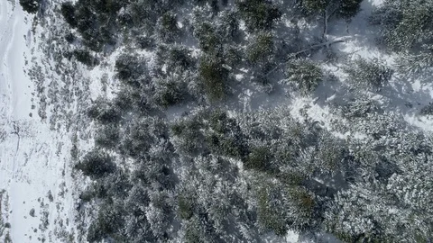 AERIAL DRONE TOP DOWN OF SNOWED WHITE HILL SIDE WITH GREEN PINE TREES Stock Footage 130096577