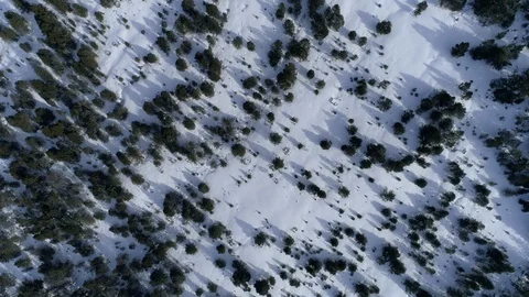 AERIAL DRONE TOP DOWN SNOWED WHITE MOUNTAIN, BLACK PINE TREES AND SHADOWS Stock Footage 130096908