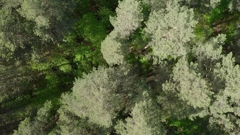 Aerial; drone top down view; footage of russian protected area Stock Footage 109559037