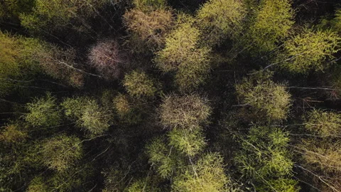Aerial drone top down view of spring birch forest Stock Footage 172081596