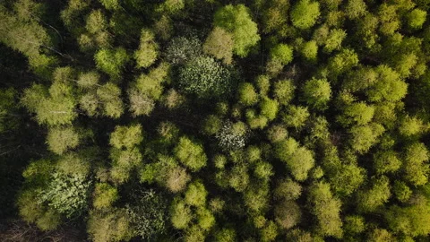 Aerial drone top down view of spring birch forest Stock Footage 172082037