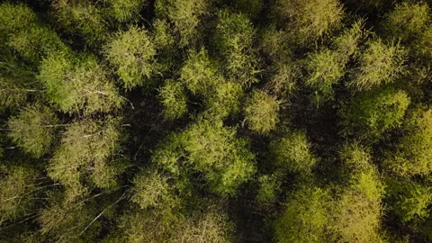 Aerial drone top down view of spring birch forest Stock Footage 172082567