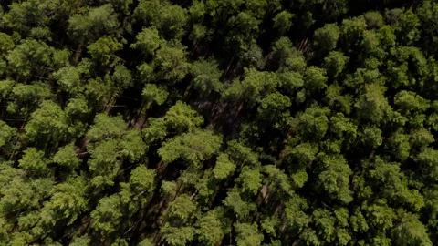 Aerial drone top down view of spring pine forest Stock Footage 174824330